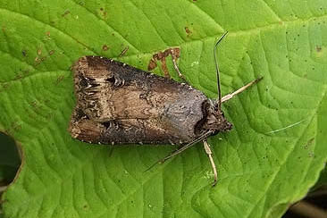Agrotis ipsilon